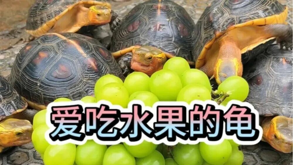 乌龟不能吃什么水果:这 6 种黑名单千万别喂