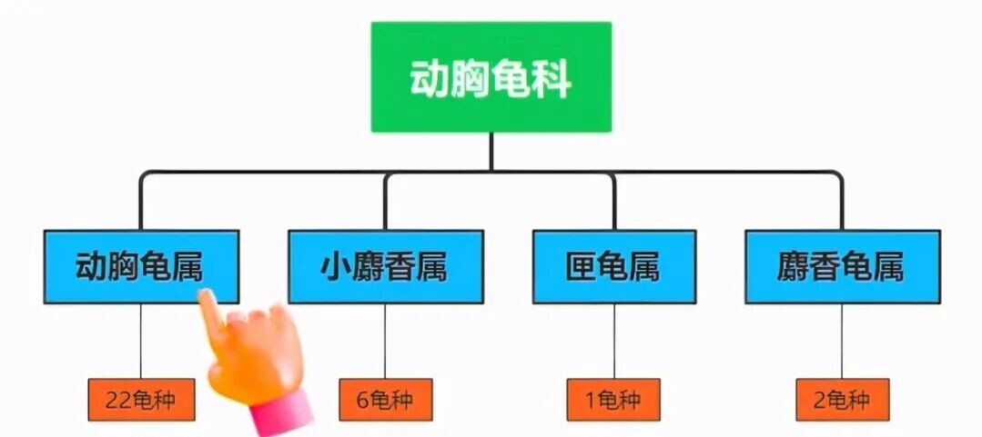 果核泥龟饲养方法:从环境搭建到年产 6 窝蛋全攻略
