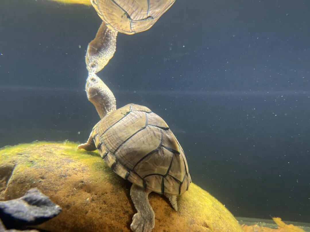 カブトニオイガメ:初心者からの飼育および高成功率な繁殖完全攻略