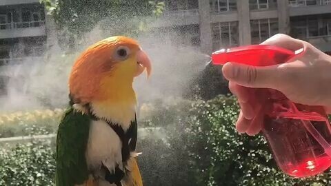 インコ飼育の初心者ガイド：適切な種類の選び方と四季の温度管理の実践
