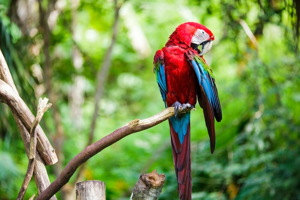 インコ飼育の初心者ガイド:適切な種類の選び方と四季の温度管理の実践