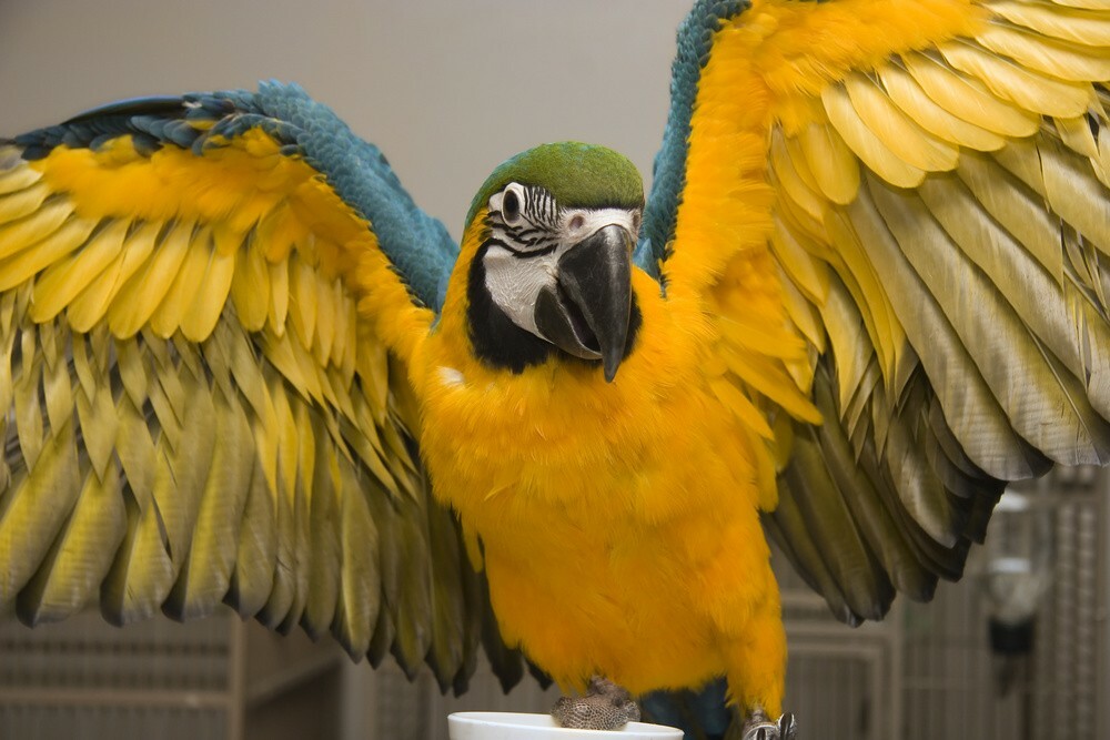 インコ飼育の初心者ガイド:適切な種類の選び方と四季の温度管理の実践