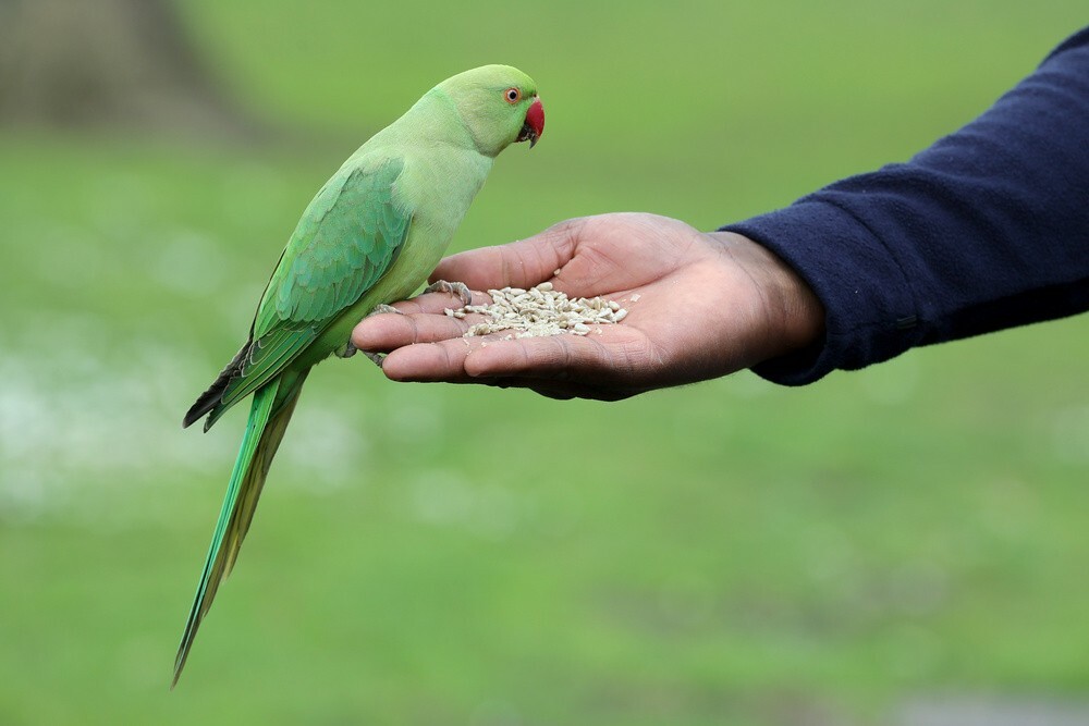 インコ飼育の初心者ガイド:適切な種類の選び方と四季の温度管理の実践