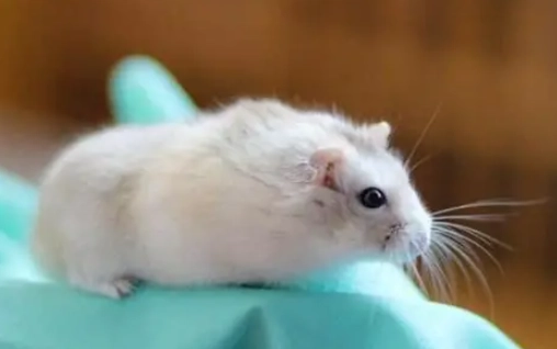 Severe Hair Loss in Hamsters: 5 Major Causes to Check and a Home Care Guide
