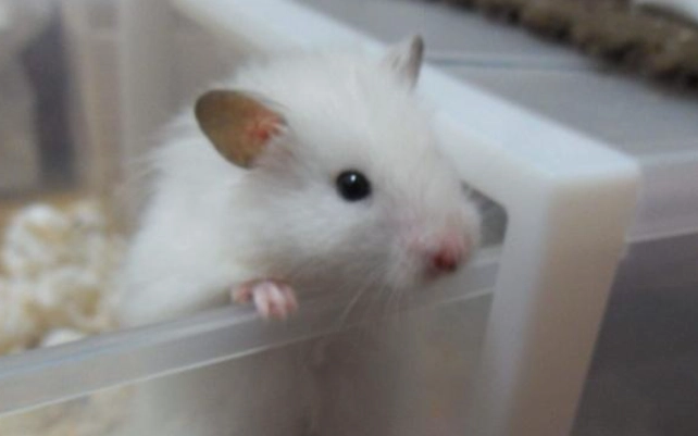 Severe Hair Loss in Hamsters: 5 Major Causes to Check and a Home Care Guide