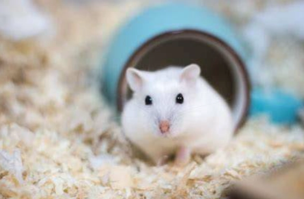 Severe Hair Loss in Hamsters: 5 Major Causes to Check and a Home Care Guide