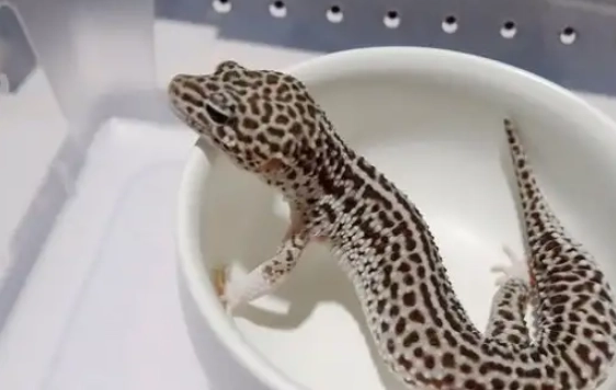 ヤモリの飼育ガイド ヤモリの飼育ガイド