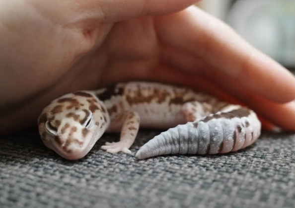 ペットのヤモリの睡眠 ペットのヤモリの睡眠