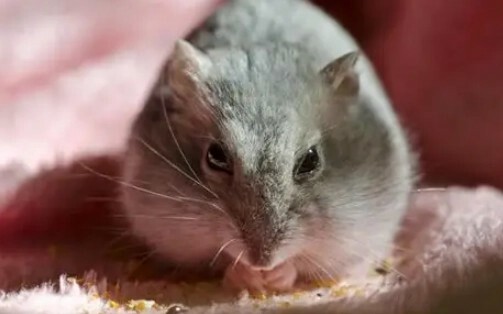 Hamster Wet Tail Symptoms: A Guide to Early Identification, Emergency Treatment, and Scientific Prevention