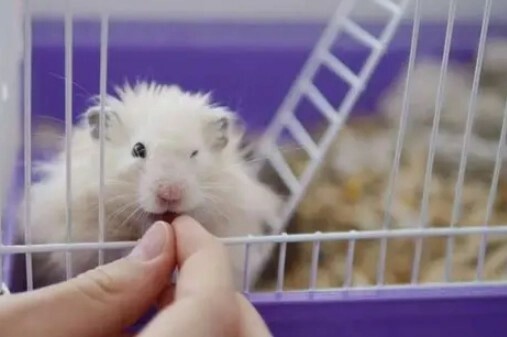 Hamster Wet Tail Symptoms: A Guide to Early Identification, Emergency Treatment, and Scientific Prevention