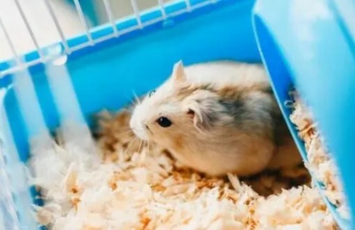 Hamster Wet Tail Symptoms: A Guide to Early Identification, Emergency Treatment, and Scientific Prevention