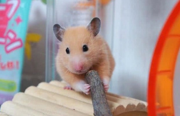 Hamster Wet Tail Symptoms: A Guide to Early Identification, Emergency Treatment, and Scientific Prevention