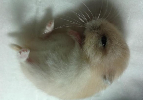 Why Is Your Hamster’s Belly Wet? How to Identify Wet Tail and a 4-Step Emergency Treatment Guide