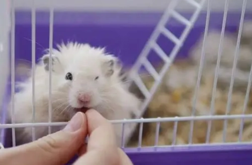 Why Is Your Hamster’s Belly Wet? How to Identify Wet Tail and a 4-Step Emergency Treatment Guide