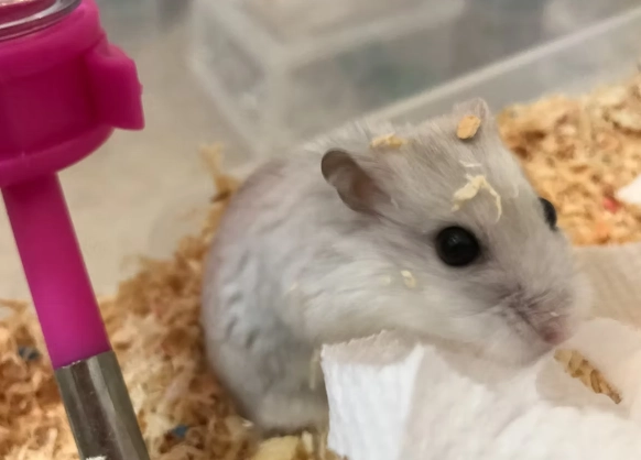 Why Is Your Hamster’s Belly Wet? How to Identify Wet Tail and a 4-Step Emergency Treatment Guide