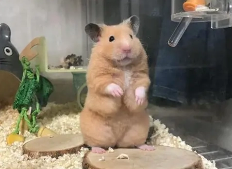 Why Is Your Hamster’s Belly Wet? How to Identify Wet Tail and a 4-Step Emergency Treatment Guide