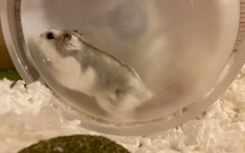 What to Do If Your Hamster’s Fur Is Abnormal? Analysis of 5 Major Causes and Scientific Care Guide