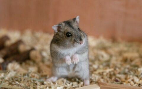 How to Treat Hamster Skin Diseases: Analysis of Causes and Solutions for Frequent Scratching and Fur Loss