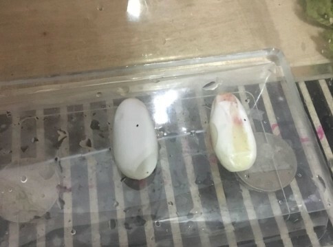 守宫卡蛋原因全解析:快速识别表现并掌握紧急处理方法