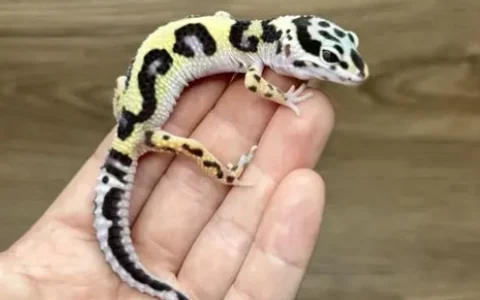 ヒョウモントカゲモドキが鳴くのはどういう意味？3 つの行動言語の意味とケアガイド