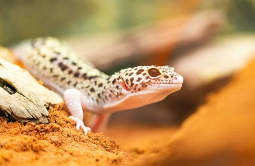 Leopard gecko sounds 