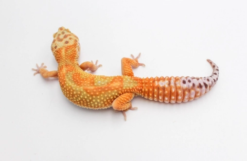 Gecko vocalization meaning 
