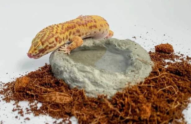 ヒョウモントカゲモドキの寿命：20 年以上長生きさせるための 5 つのポイント | 飼育ガイド