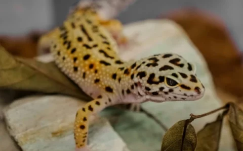 ヒョウモントカゲモドキの寿命：20 年以上長生きさせるための 5 つのポイント | 飼育ガイド