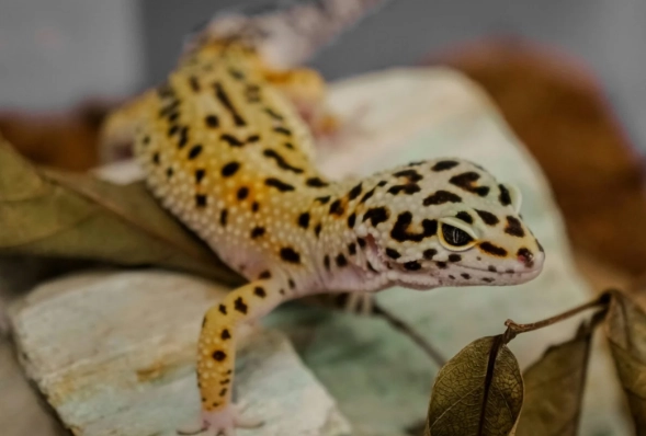 ヒョウモントカゲモドキの寿命:20 年以上長生きさせるための 5 つのポイント | 飼育ガイド