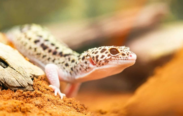ヒョウモントカゲモドキの寿命:20 年以上長生きさせるための 5 つのポイント | 飼育ガイド