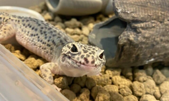 ヒョウモントカゲモドキの寿命:20 年以上長生きさせるための 5 つのポイント | 飼育ガイド