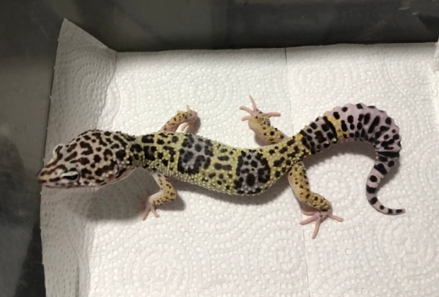 ヒョウモントカゲモドキが餌を食べない：8 つの原因チェックと 5 ステップの餌付け法