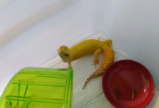 ヒョウモントカゲモドキが餌を食べない：8 つの原因チェックと 5 ステップの餌付け法