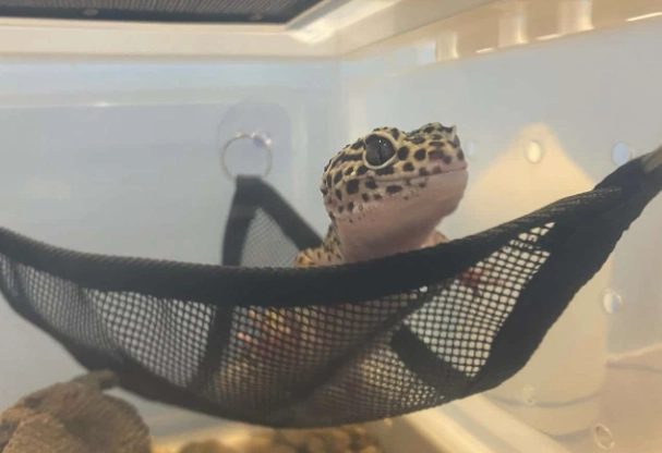 ヤモリは人間の言葉を理解できるのか?3 つのコミュニケーションのコツを掴んで飼い主を認識させよう