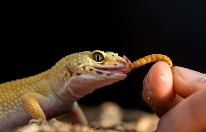ヤモリは人間の言葉を理解できるのか?3 つのコミュニケーションのコツを掴んで飼い主を認識させよう
